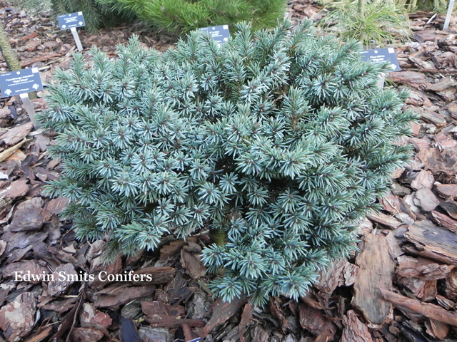 Picea mariana 'E.N. 2004 W.B.'